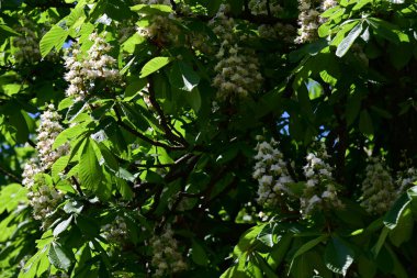 Ağaçta çiçek açan kestane çiçekleri 