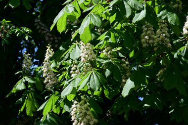 Ağaçta çiçek açan kestane çiçekleri 