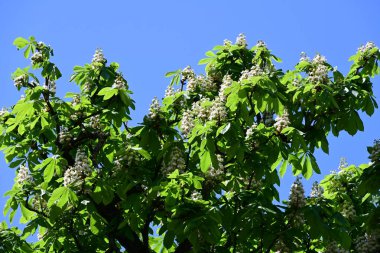 Ağaçta çiçek açan kestane çiçekleri 