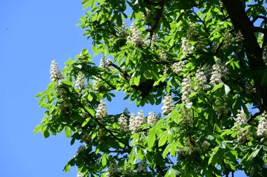 Ağaçta çiçek açan kestane çiçekleri 