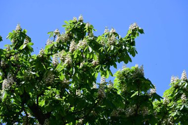 Ağaçta çiçek açan kestane çiçekleri 