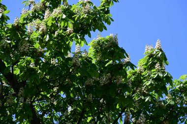 Ağaçta çiçek açan kestane çiçekleri 