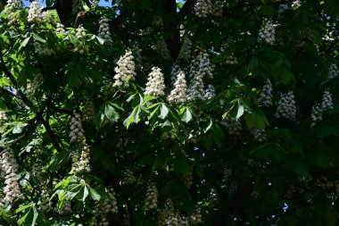 Ağaçta çiçek açan kestane çiçekleri 