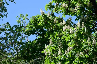 Ağaçta çiçek açan kestane çiçekleri 