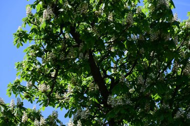 Ağaçta çiçek açan kestane çiçekleri 