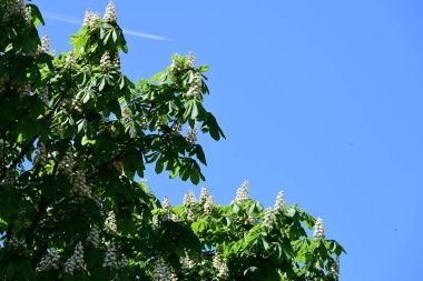 Ağaçta çiçek açan kestane çiçekleri 