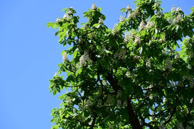 Ağaçta çiçek açan kestane çiçekleri 