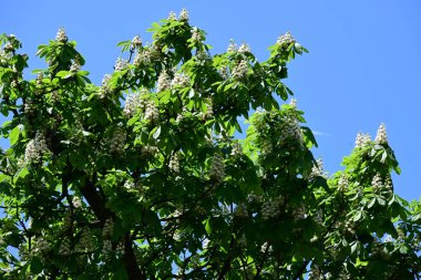 Ağaçta çiçek açan kestane çiçekleri 