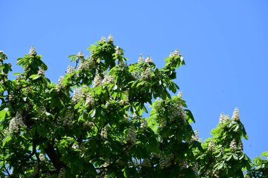 Ağaçta çiçek açan kestane çiçekleri 