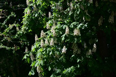 Ağaçta çiçek açan kestane çiçekleri 