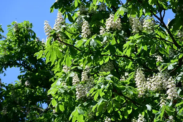 Ağaçta çiçek açan kestane çiçekleri 