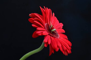 Siyah arkaplanda kırmızı Gerbera çiçeği