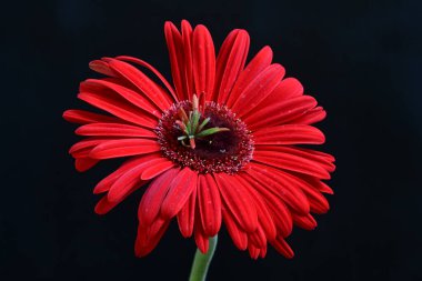 Siyah arkaplanda kırmızı Gerbera çiçeği