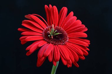 Siyah arkaplanda kırmızı Gerbera çiçeği