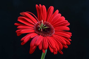 Siyah arkaplanda kırmızı Gerbera çiçeği