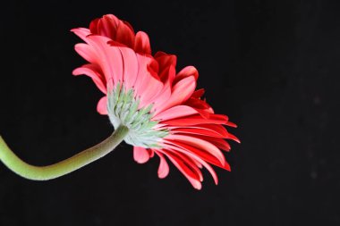 Siyah arkaplanda kırmızı Gerbera çiçeği
