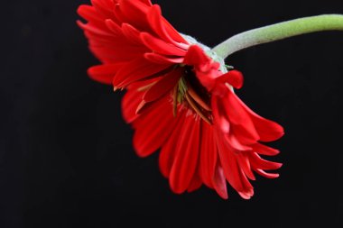 Siyah arkaplanda kırmızı Gerbera çiçeği