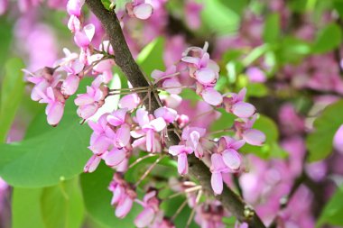 Leylak ağaçları bahçede çiçek açarlar.