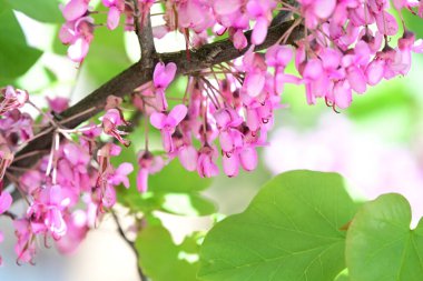Leylak ağaçları bahçede çiçek açarlar.