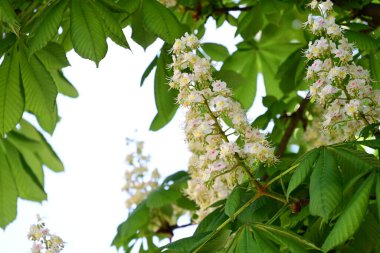 Ağaçta çiçek açan kestane çiçekleri 