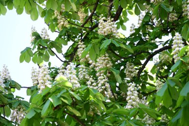 Ağaçta çiçek açan kestane çiçekleri 