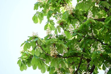 Ağaçta çiçek açan kestane çiçekleri 