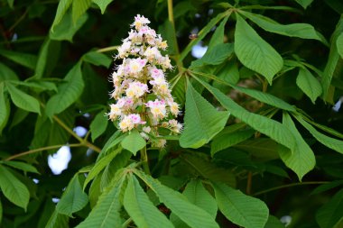 Ağaçta çiçek açan kestane çiçekleri 