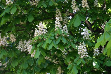 Ağaçta çiçek açan kestane çiçekleri 