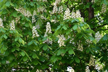 Ağaçta çiçek açan kestane çiçekleri 