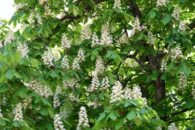 Ağaçta çiçek açan kestane çiçekleri 