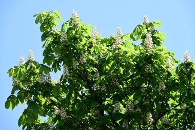 Ağaçta çiçek açan kestane çiçekleri 