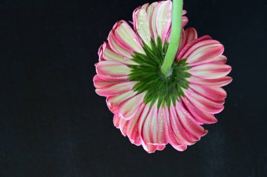 Siyah arka planda pembe Gerbera çiçeği
