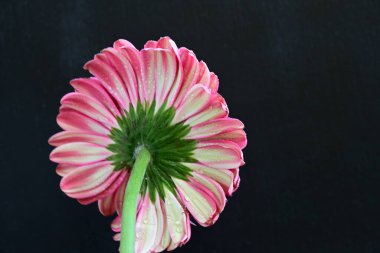 Siyah arka planda pembe Gerbera çiçeği