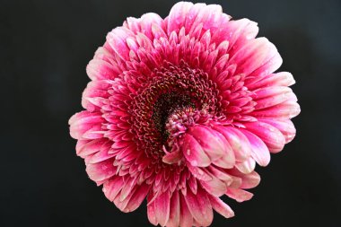 Siyah arka planda pembe Gerbera çiçeği
