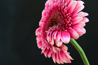 Siyah arka planda pembe Gerbera çiçeği