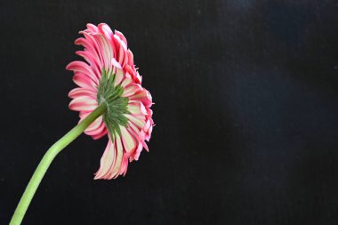Siyah arka planda pembe Gerbera çiçeği