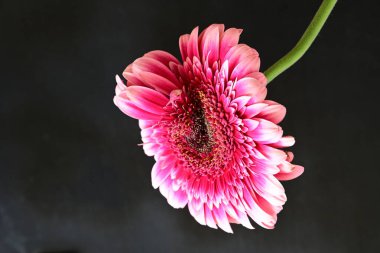 Siyah arka planda pembe Gerbera çiçeği