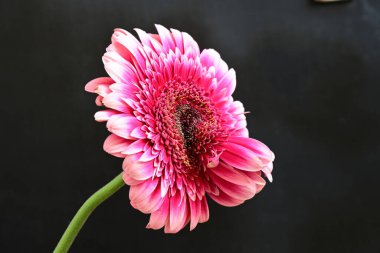 Siyah arka planda pembe Gerbera çiçeği