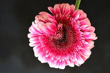 Siyah arka planda pembe Gerbera çiçeği