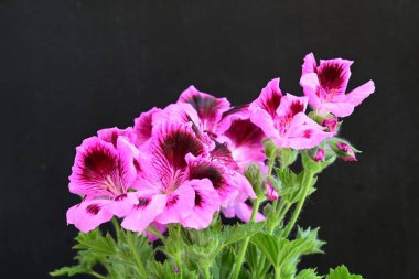 Siyah arkaplanda güzel pelargonyum çiçekleri 