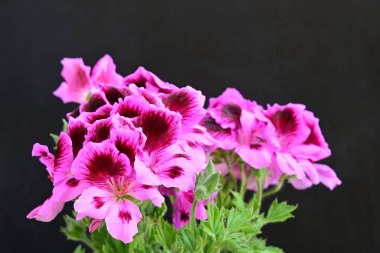 Siyah arkaplanda güzel pelargonyum çiçekleri 