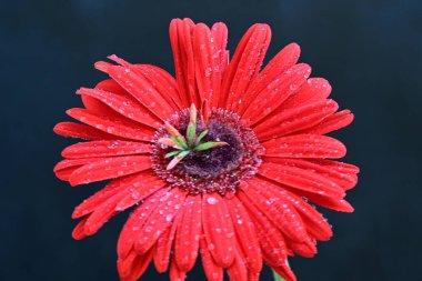 Siyah arkaplanda kırmızı Gerbera çiçeği
