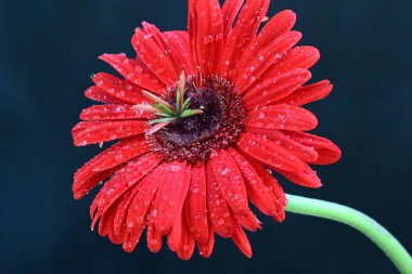 Siyah arkaplanda kırmızı Gerbera çiçeği