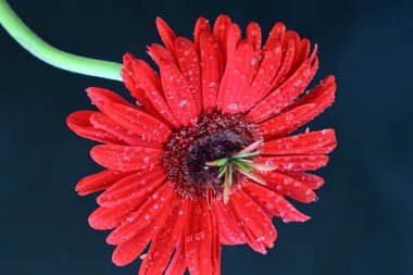 Siyah arkaplanda kırmızı Gerbera çiçeği