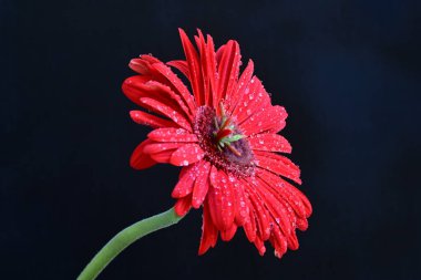 Siyah arkaplanda kırmızı Gerbera çiçeği