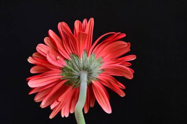 Siyah arkaplanda kırmızı Gerbera çiçeği