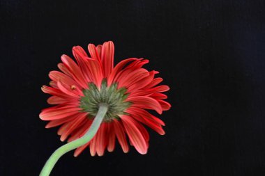 Siyah arkaplanda kırmızı Gerbera çiçeği