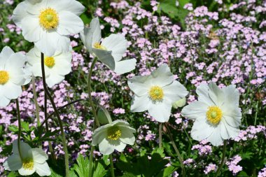 Anemon çiçekleri. Bahçedeki bahar çiçeklerini kapatın. 
