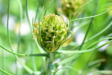 Güzel çiçeklerin yakın çekim görüntüsü, doğa konsepti arka plan