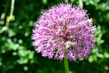 Bahçede çiçek açan soğan (Allium aflatunense)